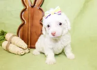 Annie, a female Poodle - Toy  and Poodle - Miniature  for sale in Paris, TX – Photo 3 of 3