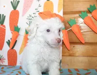 Annie, a female Poodle - Toy  and Poodle - Miniature  for sale in Paris, TX – Photo 3 of 6