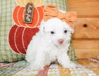 Annie TINY, a female Poodle - Toy  for sale in Paris, TX – 2 of 4
