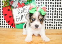 Belle, a female Yorkshire Terrier for sale in Paris, TX – 4 of 10