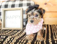 Tillie, a female Yorkshire Terrier for sale in Paris, TX – 2 of 6
