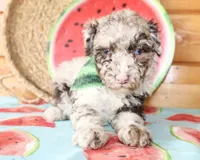 Bentley, a male Poodle - Miniature  for sale in Paris, TX – Photo 2 of 7