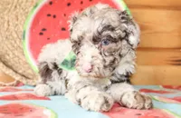 Bentley, a male Poodle - Miniature  for sale in Paris, TX – Photo 4 of 7