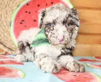 Bentley, a male Poodle - Miniature  for sale in Paris, TX – Photo 5 of 7