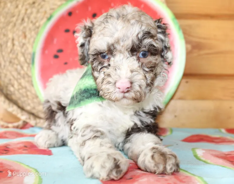 Bentley – Poodle - Miniature  puppy for sale in Paris, TX