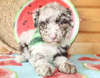Bentley, a male Poodle - Miniature  for sale in Paris, TX – Photo 1 of 7