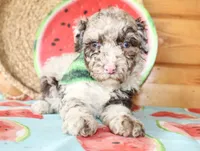 Bentley, a male Poodle - Miniature  for sale in Paris, TX – Photo 6 of 7