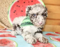 Bentley, a male Poodle - Miniature  for sale in Paris, TX – Photo 3 of 7