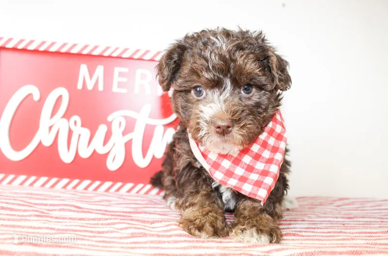 Beau – Yorkipoo puppy on hold in Paris, TX