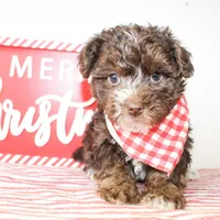 Beau, a male Yorkipoo for sale in Paris, TX – Photo 1 of 2