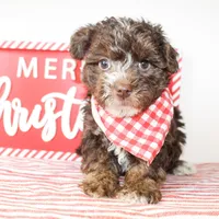 Beau, a male Yorkipoo for sale in Paris, TX – Photo 2 of 2