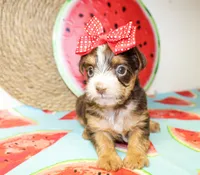 Tillie, a female Yorkshire Terrier for sale in Paris, TX – 5 of 5