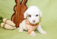 Louie, a male Poodle - Toy  and Poodle - Miniature  for sale in Paris, TX – Photo 1 of 3