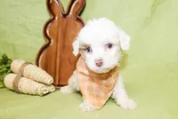 Louie, a male Poodle - Toy  and Poodle - Miniature  for sale in Paris, TX – Photo 2 of 3