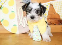 Lane, a male Yorkshire Terrier for sale in Paris, TX – 4 of 4