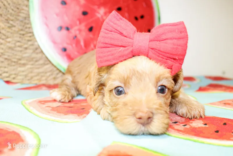 Trixie – Morkie puppy for sale in Paris, TX