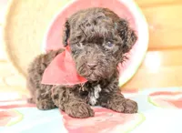 Liam, a male Poodle - Miniature  for sale in Paris, TX – Photo 5 of 6