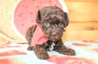 Liam, a male Poodle - Miniature  for sale in Paris, TX – Photo 3 of 6