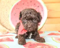 Liam, a male Poodle - Miniature  for sale in Paris, TX – Photo 2 of 6