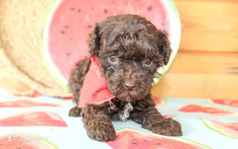 Liam – Poodle - Miniature  puppy for sale in Paris, TX