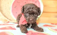 Liam, a male Poodle - Miniature  for sale in Paris, TX – Photo 1 of 6