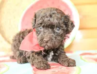 Liam, a male Poodle - Miniature  for sale in Paris, TX – Photo 4 of 6