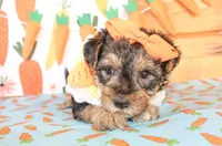 Bonnie, a female Yorkipoo for sale in Paris, TX – Photo 3 of 3