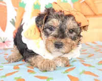 Bonnie, a female Yorkipoo for sale in Paris, TX – Photo 1 of 3