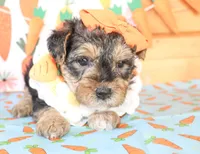 Bonnie, a female Yorkipoo for sale in Paris, TX – Photo 2 of 3