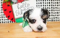Lane, a male Yorkshire Terrier for sale in Paris, TX – 2 of 5