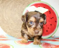 Dottie, a female Yorkshire Terrier for sale in Paris, TX – 5 of 5
