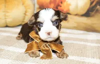 Boone, a male Yorkshire Terrier for sale in Paris, TX – Photo 5 of 6