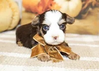 Boone, a male Yorkshire Terrier for sale in Paris, TX – Photo 4 of 6