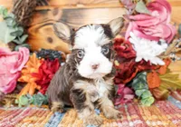 Boone, a male Yorkshire Terrier for sale in Paris, TX – Photo 1 of 6