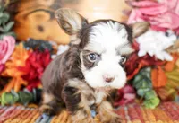 Boone, a male Yorkshire Terrier for sale in Paris, TX – Photo 3 of 6