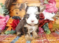 Boone, a male Yorkshire Terrier for sale in Paris, TX – Photo 2 of 6