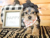 Betty, a female Yorkshire Terrier for sale in Paris, TX – 2 of 5