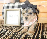 Betty, a female Yorkshire Terrier for sale in Paris, TX – 3 of 5