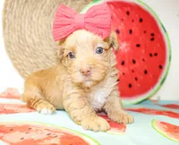 Trixie, a female Morkie for sale in Paris, TX – 3 of 5