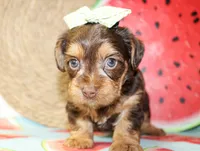Dottie, a female Yorkshire Terrier for sale in Paris, TX – 4 of 5