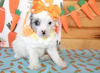 Mollie, a female Poodle - Toy  and Poodle - Miniature  for sale in Paris, TX – Photo 3 of 4