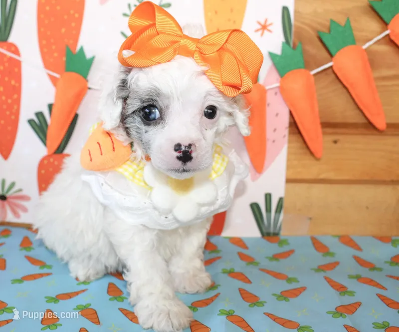Mollie – Poodle - Toy , Poodle - Miniature  puppy for sale in Paris, TX