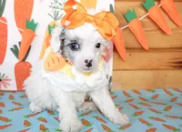 Mollie, a female Poodle - Toy  and Poodle - Miniature  for sale in Paris, TX – Photo 2 of 4