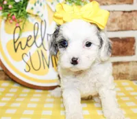 Harlie, a female Poodle - Toy  for sale in Paris, TX – 4 of 4