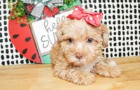 Trixie, a female Morkie for sale in Paris, TX – 4 of 10