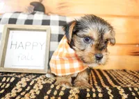 Lane, a male Yorkshire Terrier for sale in Paris, TX – 3 of 5