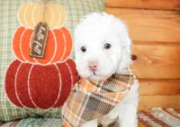 Liam, a male Poodle - Toy  for sale in Paris, TX – 2 of 4