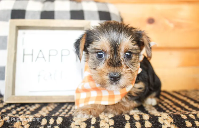 Lane – Yorkshire Terrier puppy for sale in Paris, TX