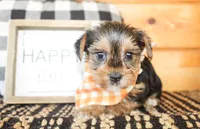 Lane, a male Yorkshire Terrier for sale in Paris, TX – 1 of 5