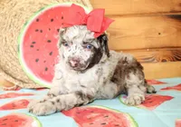 Annie, a female Poodle - Miniature  for sale in Paris, TX – Photo 4 of 6